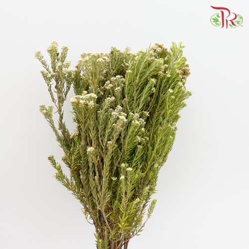 Phylica Pinea Cerise - White (Per Bunch)-White-Africa-prflorist.com.my