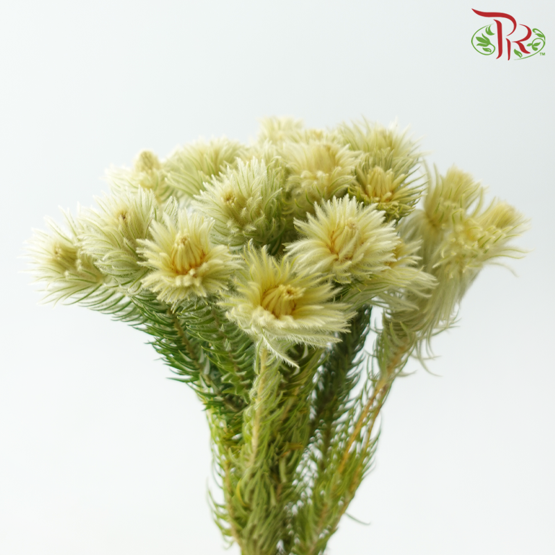 Phylica Spray (Per Bunch)-Africa-prflorist.com.my