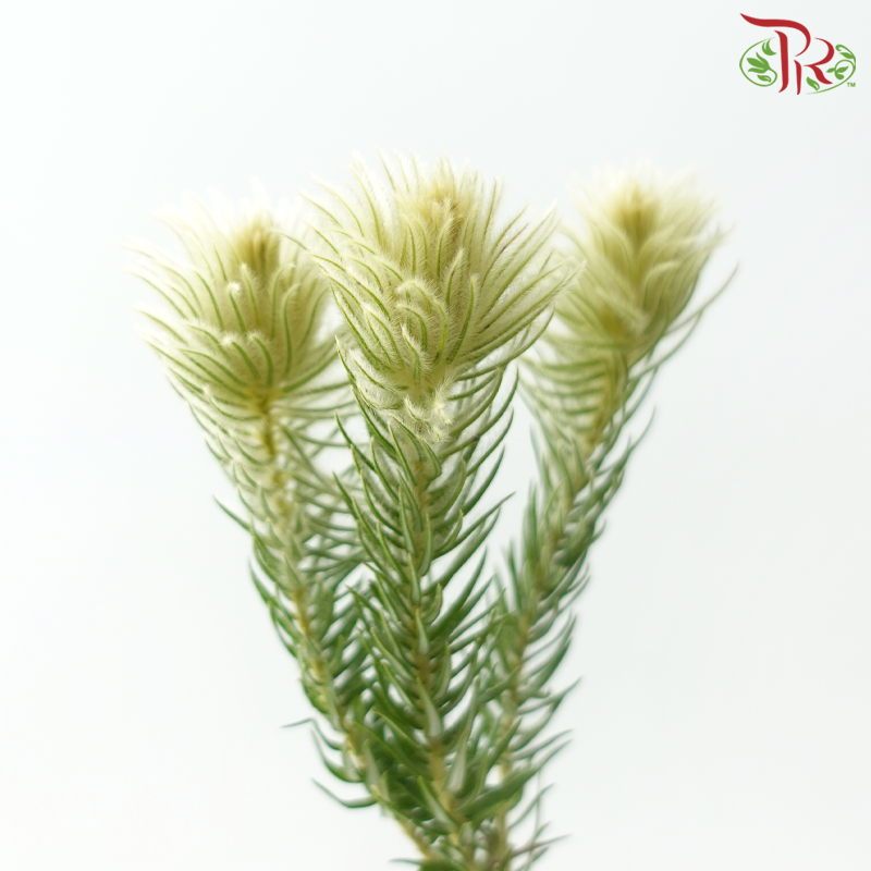 Phylica Spray (Per Bunch)-Africa-prflorist.com.my