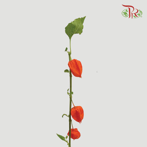 Physalis - Orange (5 Stems)-Orange-Netherland-prflorist.com.my