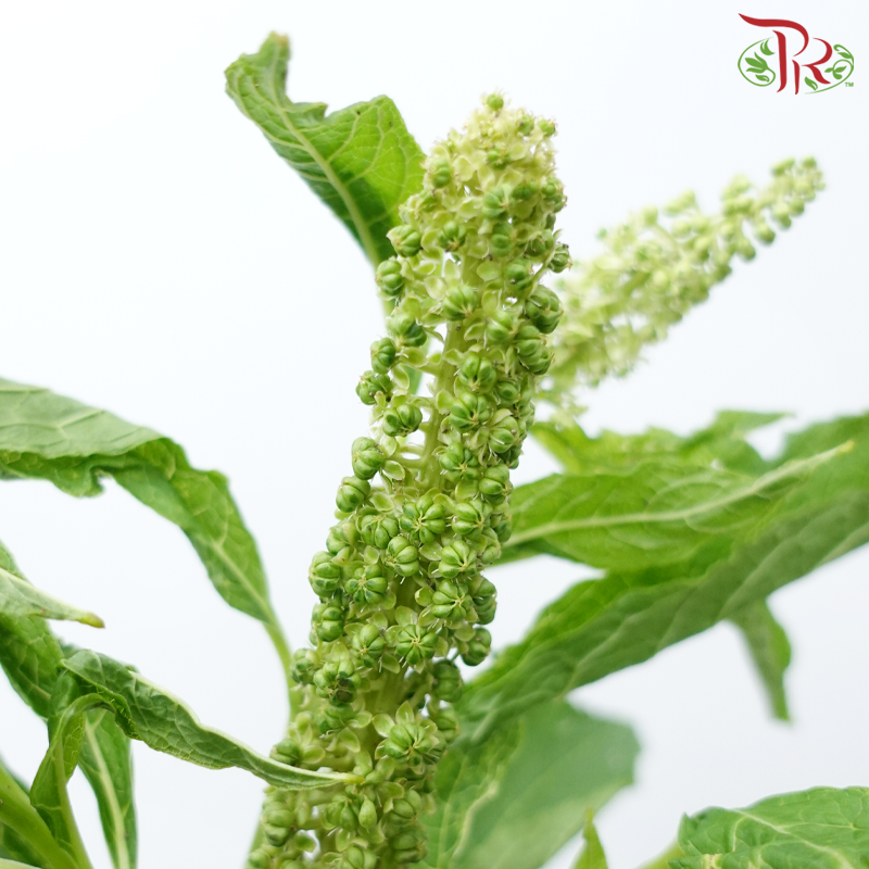 Phytolacca - Green (Per Bunch)-Green-China-prflorist.com.my
