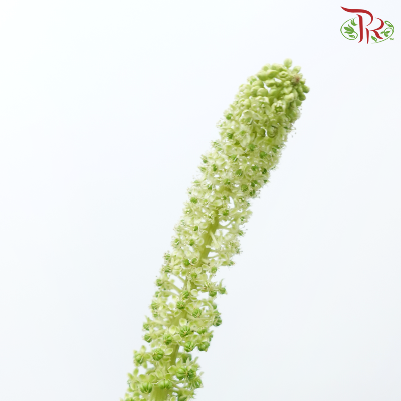 Phytolacca - Green (Per Bunch)-Green-China-prflorist.com.my