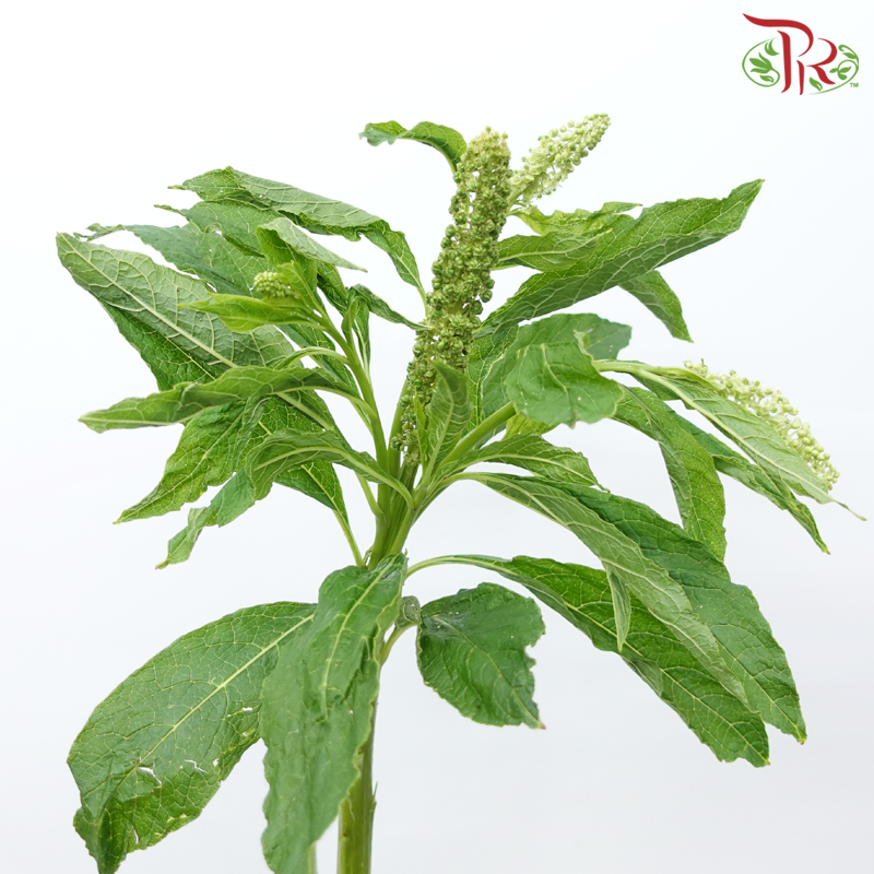 Phytolacca - Green (Per Bunch)-Green-China-prflorist.com.my