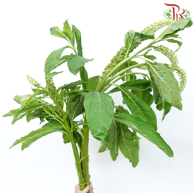 Phytolacca - Green (Per Bunch)-Green-China-prflorist.com.my