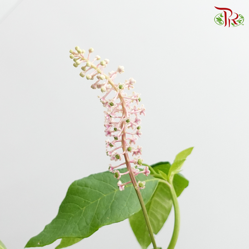 Phytolacca - (Per Bunch)-Green-China-prflorist.com.my