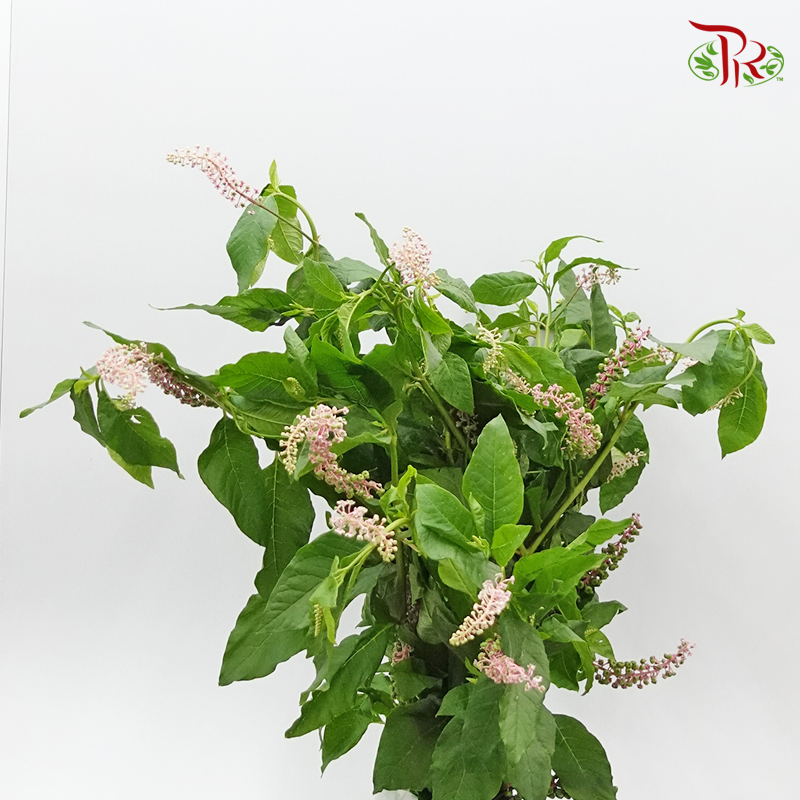Phytolacca - (Per Bunch)-Green-China-prflorist.com.my