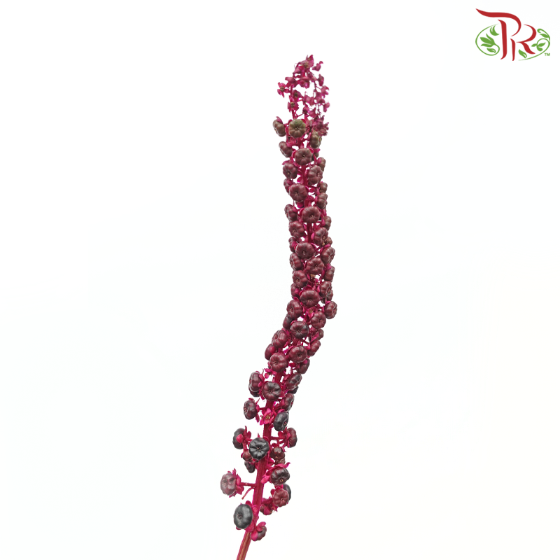 Phytolacca - (Per Bunch)-Green-China-prflorist.com.my