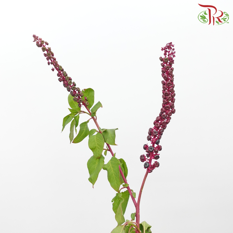 Phytolacca - (Per Bunch)-Green-China-prflorist.com.my