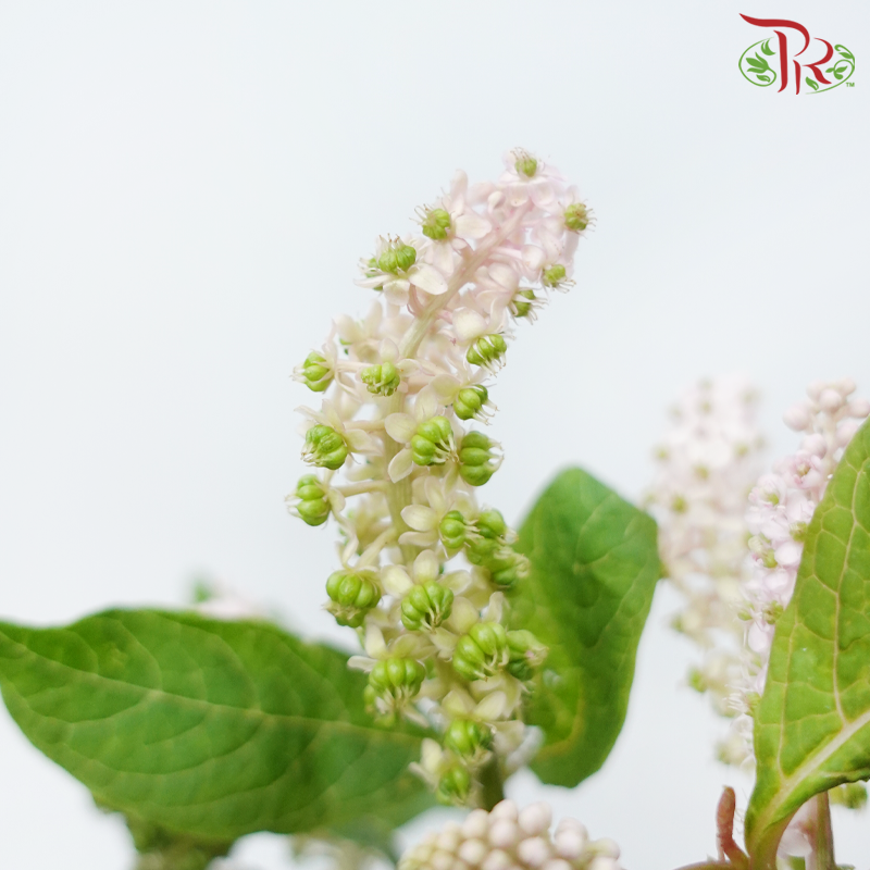 Phytolacca - Pink (Per Bunch)-Pink-China-prflorist.com.my