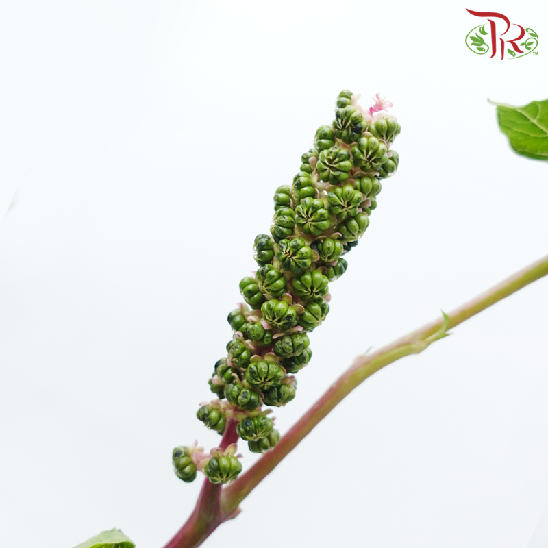 Phytolacca - Pink (Per Bunch)-Pink-China-prflorist.com.my