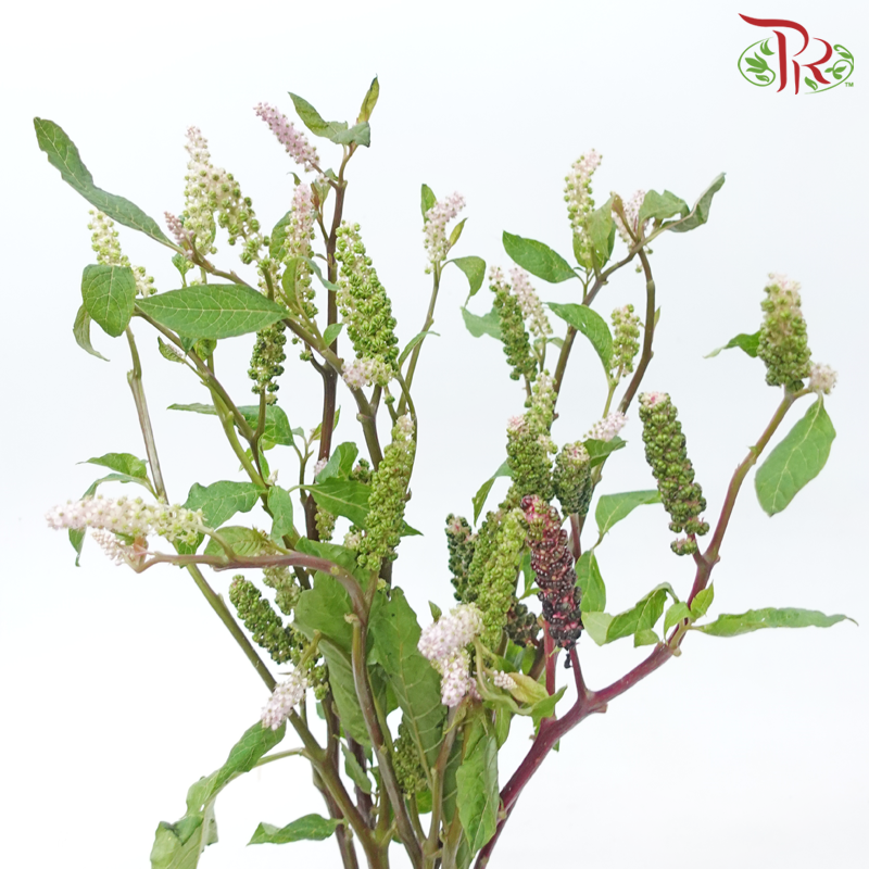 Phytolacca - Pink (Per Bunch)-Pink-China-prflorist.com.my