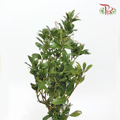 Pieris Japonica - (3 Stems)-Import-prflorist.com.my
