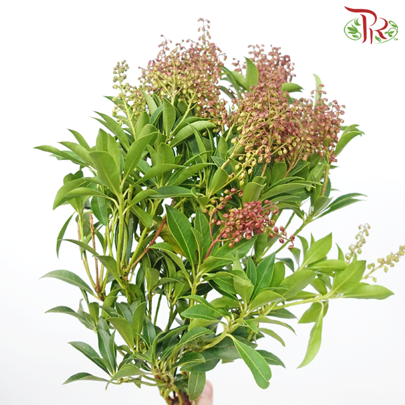 Pieris - Valet Valentine (Per Bunch)-Red-Netherland-prflorist.com.my