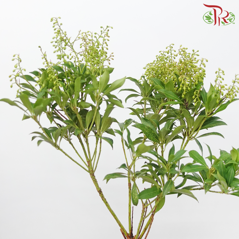 Pieris - Valet Valentine (Per Bunch)-Red-Netherland-prflorist.com.my