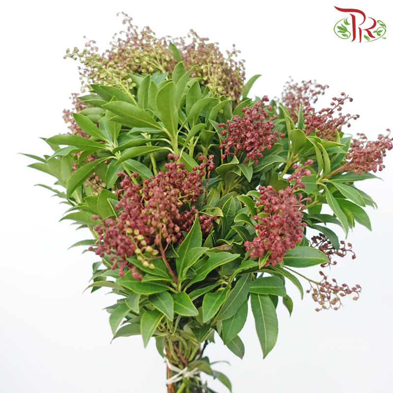 Pieris - Valet Valentine (Per Bunch)-Red-Netherland-prflorist.com.my