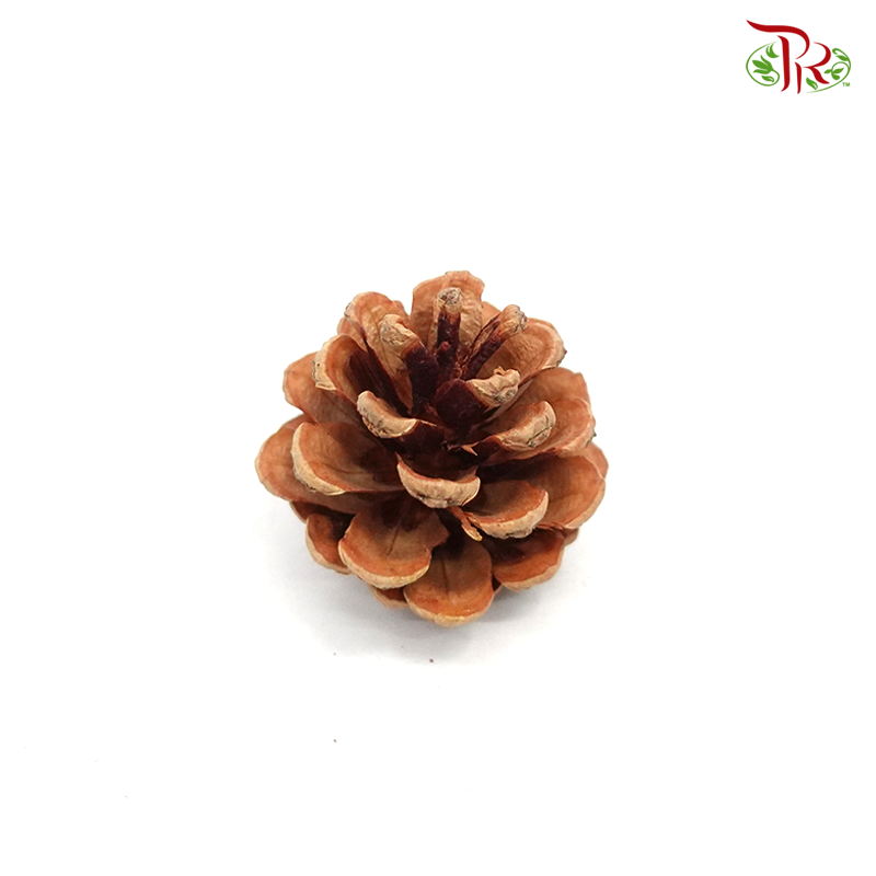 Pine Cone- Big size (10 pcs)-Brown-Netherland-prflorist.com.my