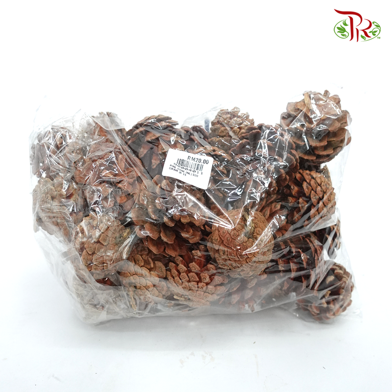 Pine Cone- Big size (10 pcs)-Brown-Netherland-prflorist.com.my