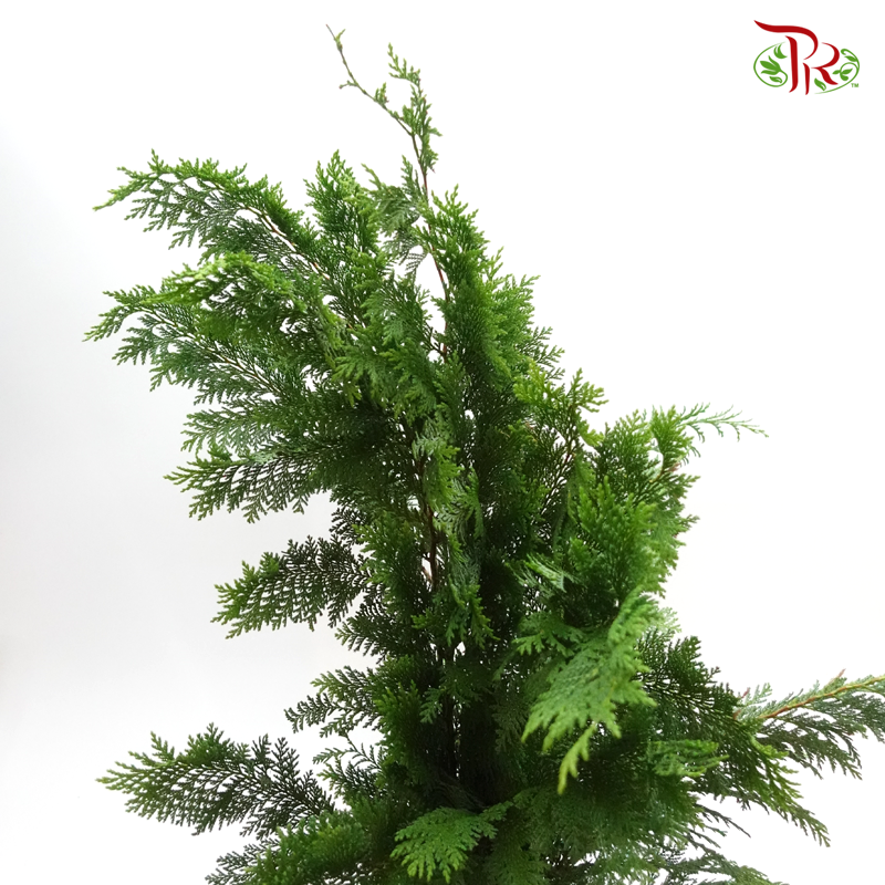 Pine Leaf @ Pak Yip (Christmas Leaf) - (Per Bunch)-Green-Malaysia-prflorist.com.my