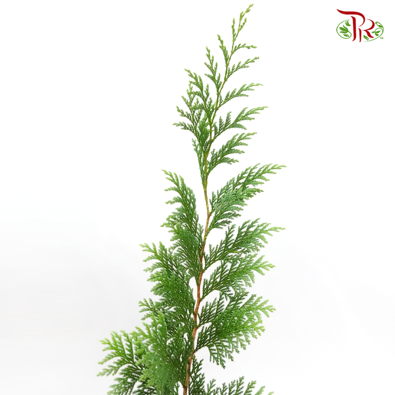 Pine Leaf @ Pak Yip (Christmas Leaf) - (Per Bunch)-Green-Malaysia-prflorist.com.my