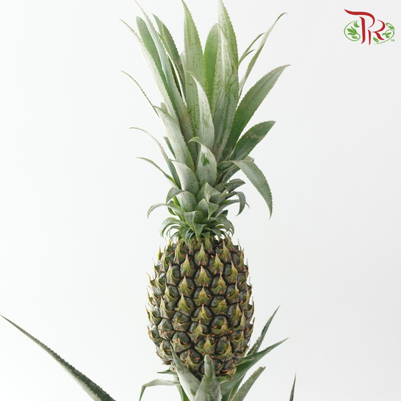 Pineapple - Green (Per Stem)-Green-China-prflorist.com.my