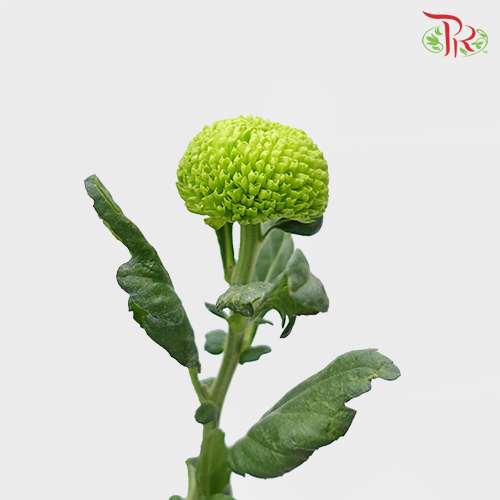 Ping Pong Chrysanthemum - Dark Green (10 Stems)-Green-Vietnam-prflorist.com.my