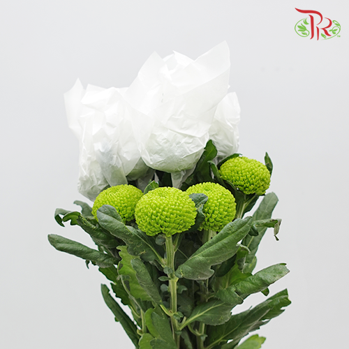 Ping Pong Chrysanthemum - Dark Green (10 Stems)-Green-Vietnam-prflorist.com.my