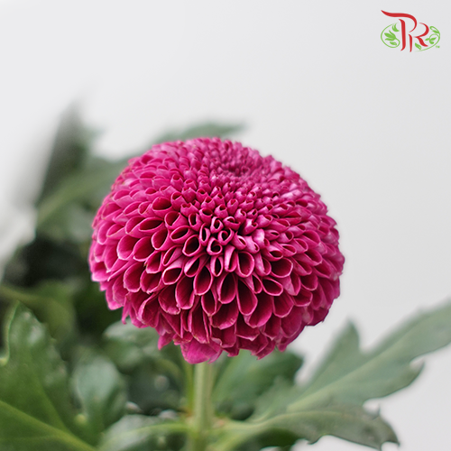 Ping Pong Chrysanthemum - Purple (10 stems)-Purple-Vietnam-prflorist.com.my
