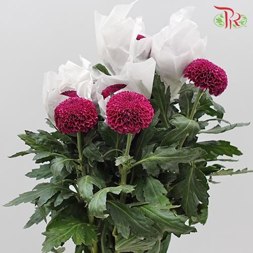 Ping Pong Chrysanthemum - Purple (10 stems)-Purple-Vietnam-prflorist.com.my