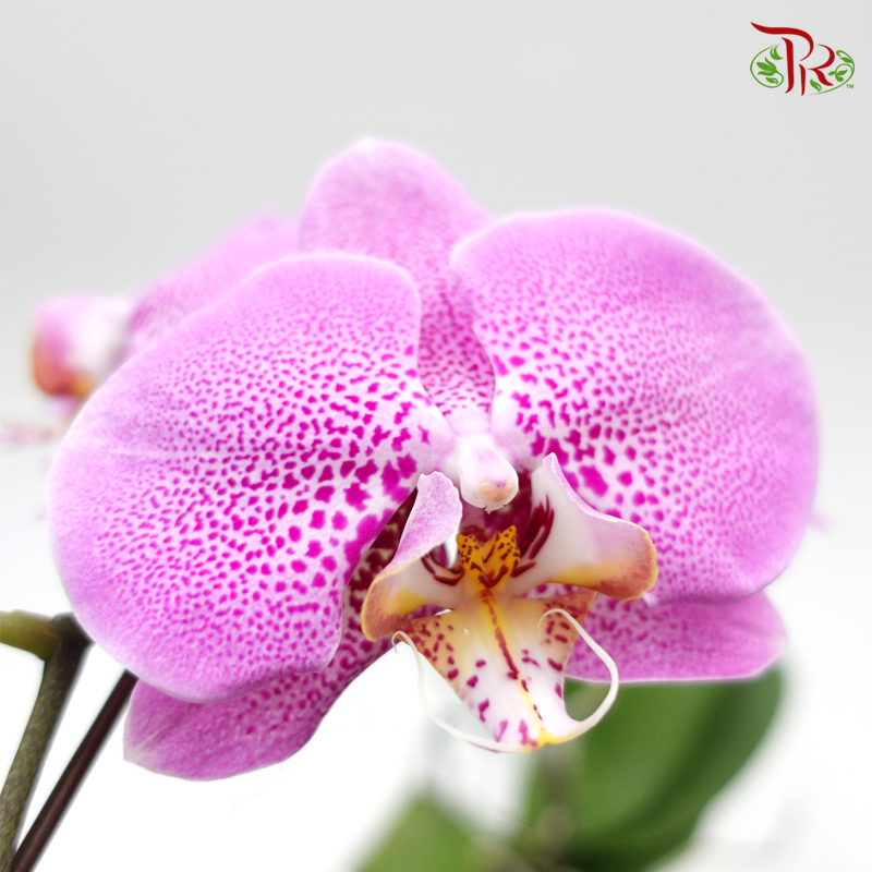 Phalaenopsis Orchid - Pink With Spot *With No Vase - Pudu Ria Florist