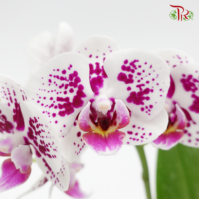 Mini Phalaenopsis Orchid -White With Spot (Double stems) *With No Vase - Pudu Ria Florist