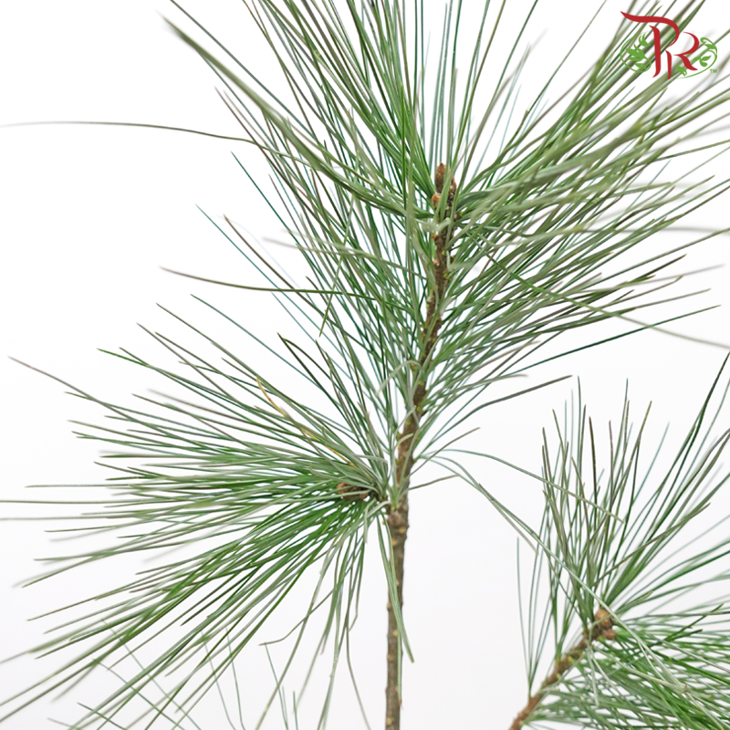 Pinus Alaska (100CM) - (2 Stems)-Netherland-prflorist.com.my
