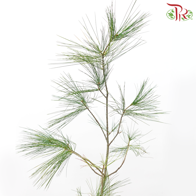 Pinus Alaska (100CM) - (2 Stems)-Netherland-prflorist.com.my