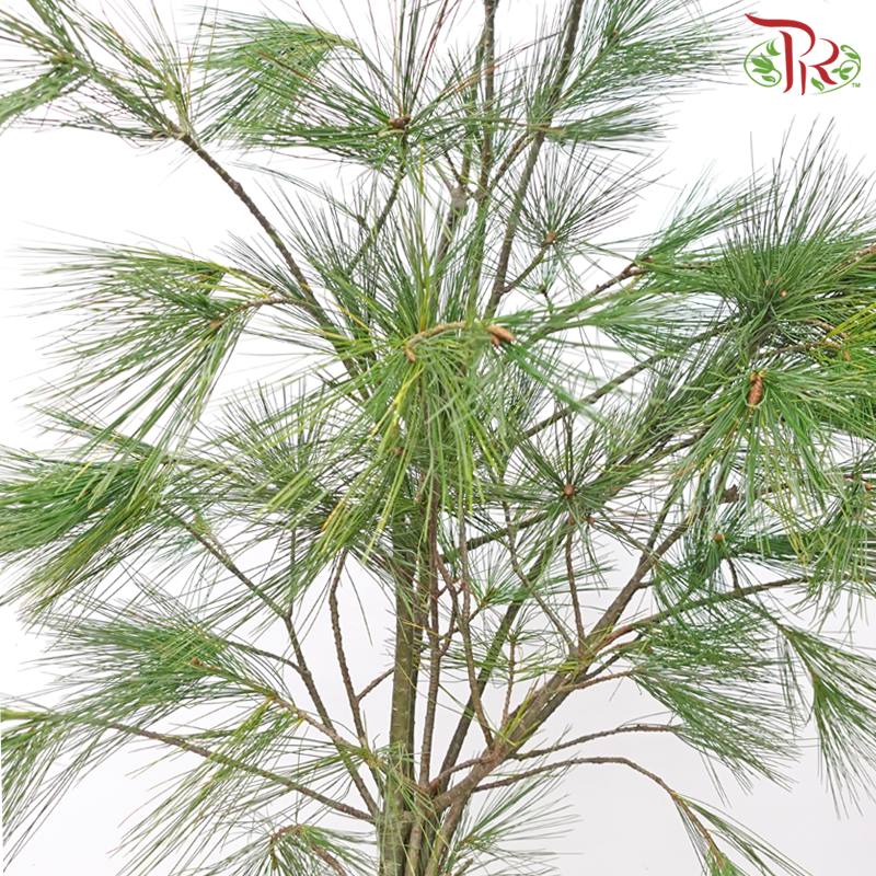 Pinus Alaska (100CM) - (2 Stems)-Netherland-prflorist.com.my