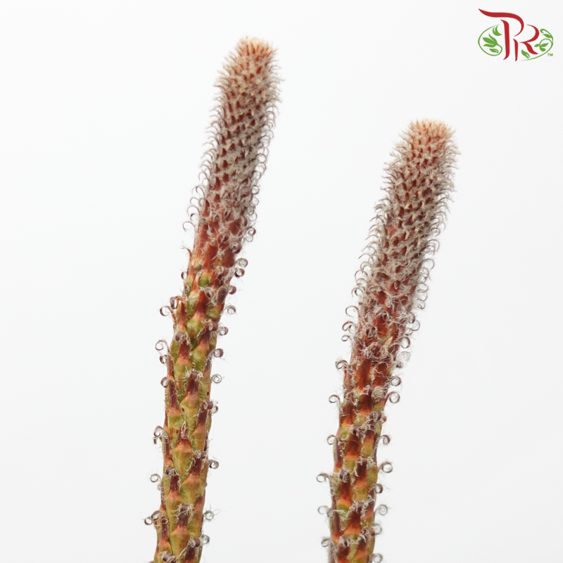 Pinus Alaska (5 Stems)-Netherland-prflorist.com.my