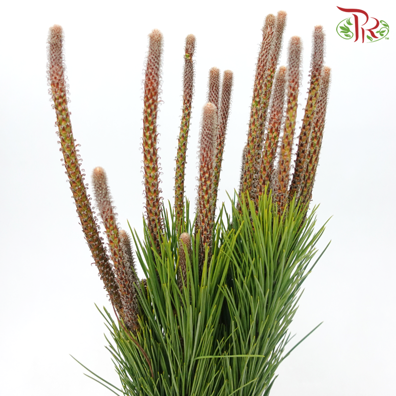 Pinus Alaska (5 Stems)-Netherland-prflorist.com.my