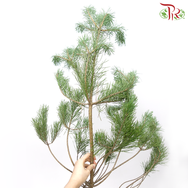 Pinus Alaska (70CM) - 5 Stems-Netherland-prflorist.com.my