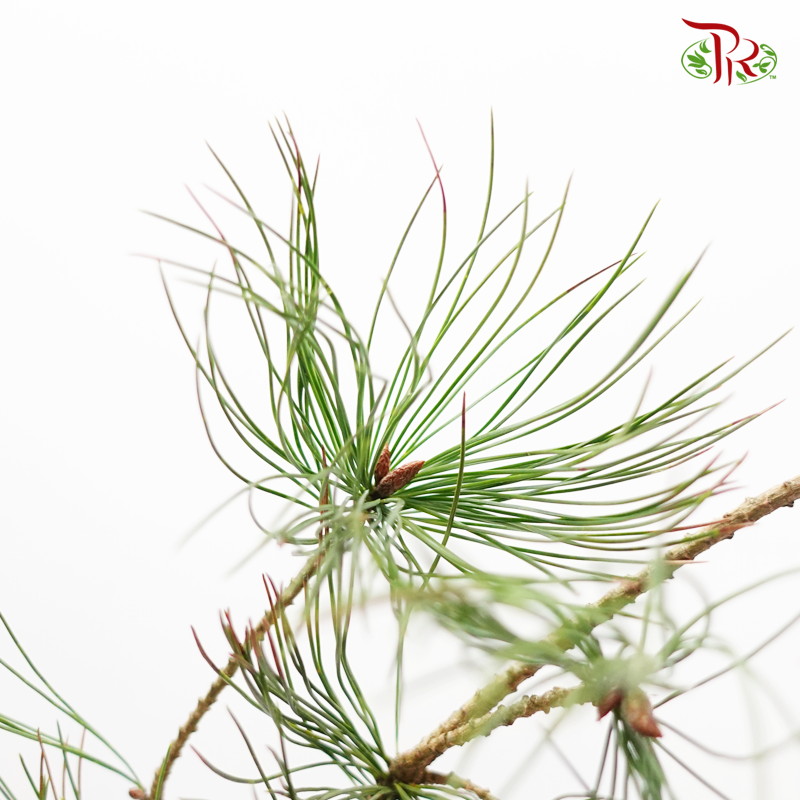 Pinus Strobus - (3 Stems)-Green-Import-prflorist.com.my