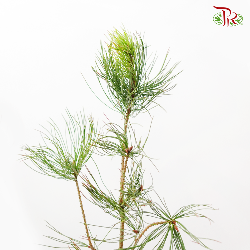 Pinus Strobus - (3 Stems)-Green-Import-prflorist.com.my