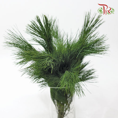 Pinus Strobus - (Per Bunch)-Netherland-prflorist.com.my