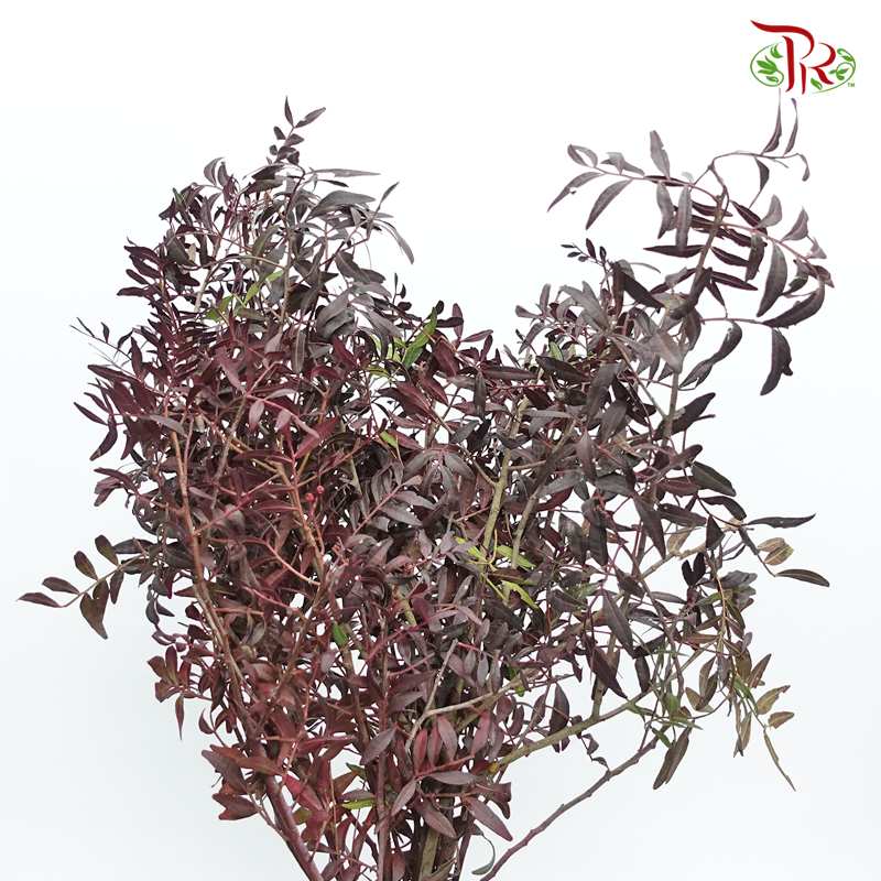 Pistacia Leaf- Dyed (Per Bunch)-Netherland-prflorist.com.my