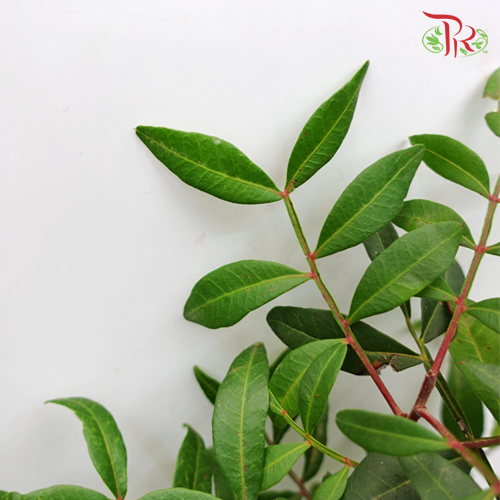 Pistacia Leaf-Netherland-prflorist.com.my