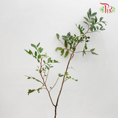 Pistacia Leaf-Netherland-prflorist.com.my
