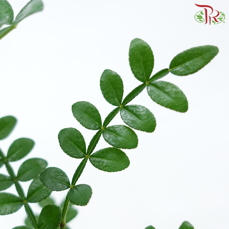 Pistacia Weinmannifolia P110《清香木》-Pudu Ria Florist-prflorist.com.my