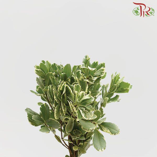 Pittosporum Leaf - (5 Stems)-Netherland-prflorist.com.my