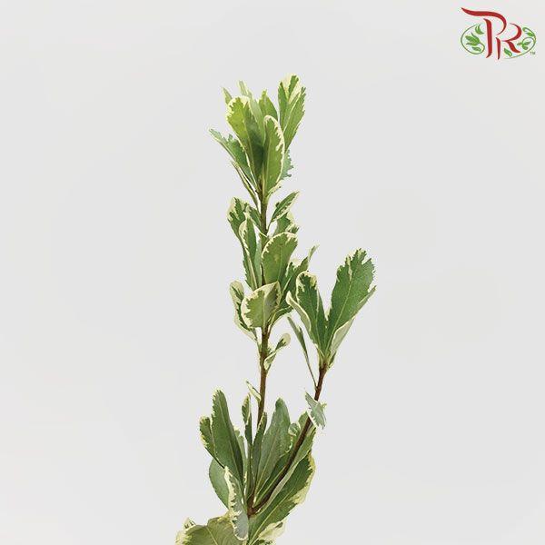 Pittosporum Leaf - (5 Stems)-Netherland-prflorist.com.my