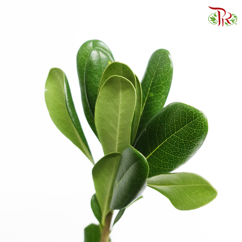 Pittosporum Leaf - Green (5 Stems)-Netherland-prflorist.com.my