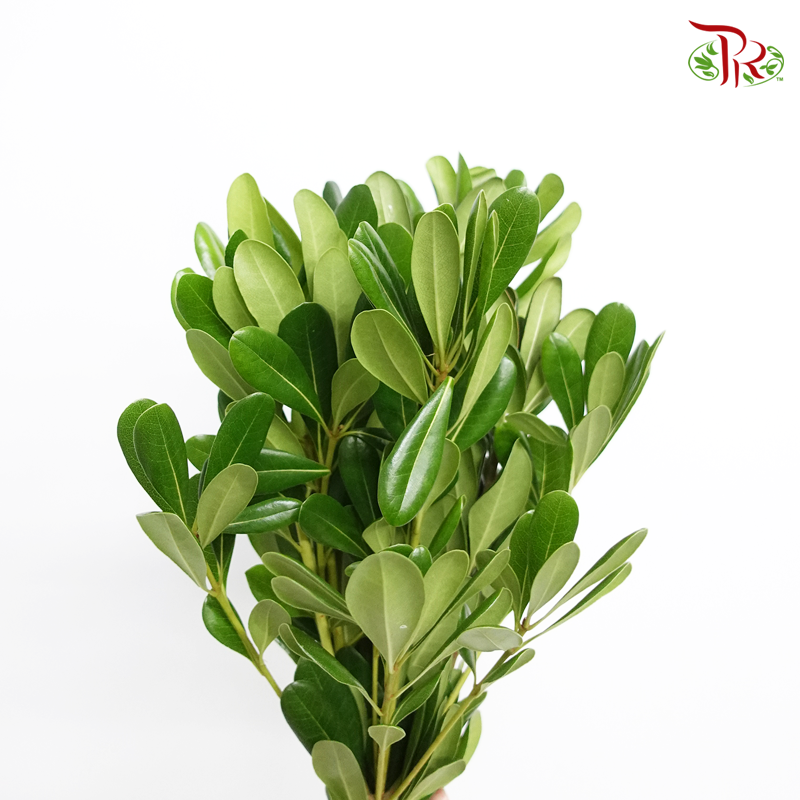 Pittosporum Leaf - Green (5 Stems)-Netherland-prflorist.com.my