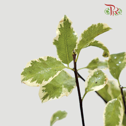 Pittosporum Nigra - (Per Bunch)-Import-prflorist.com.my