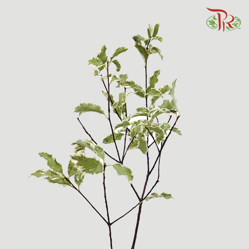 Pittosporum Nigra - (Per Bunch)-Import-prflorist.com.my