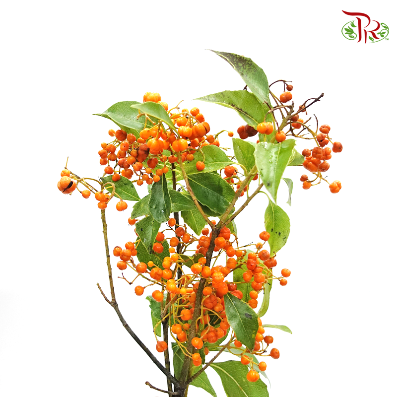 Pittosporum Rombifolia (Per Bunch)-Netherland-prflorist.com.my